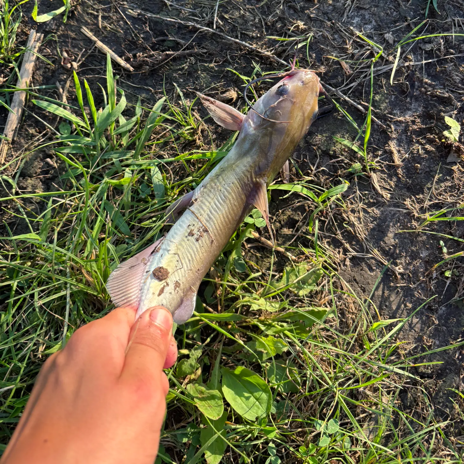 Channel catfish caught on Fishbrain