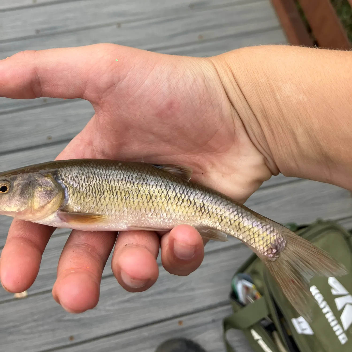 Creek chub caught on Fishbrain