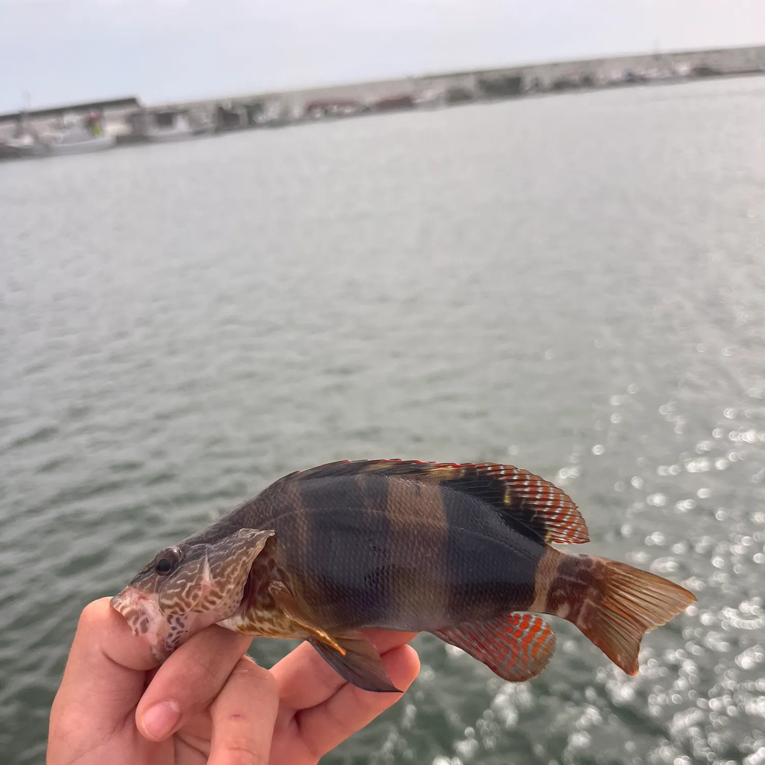 The most recent Painted comber catches on Fishbrain