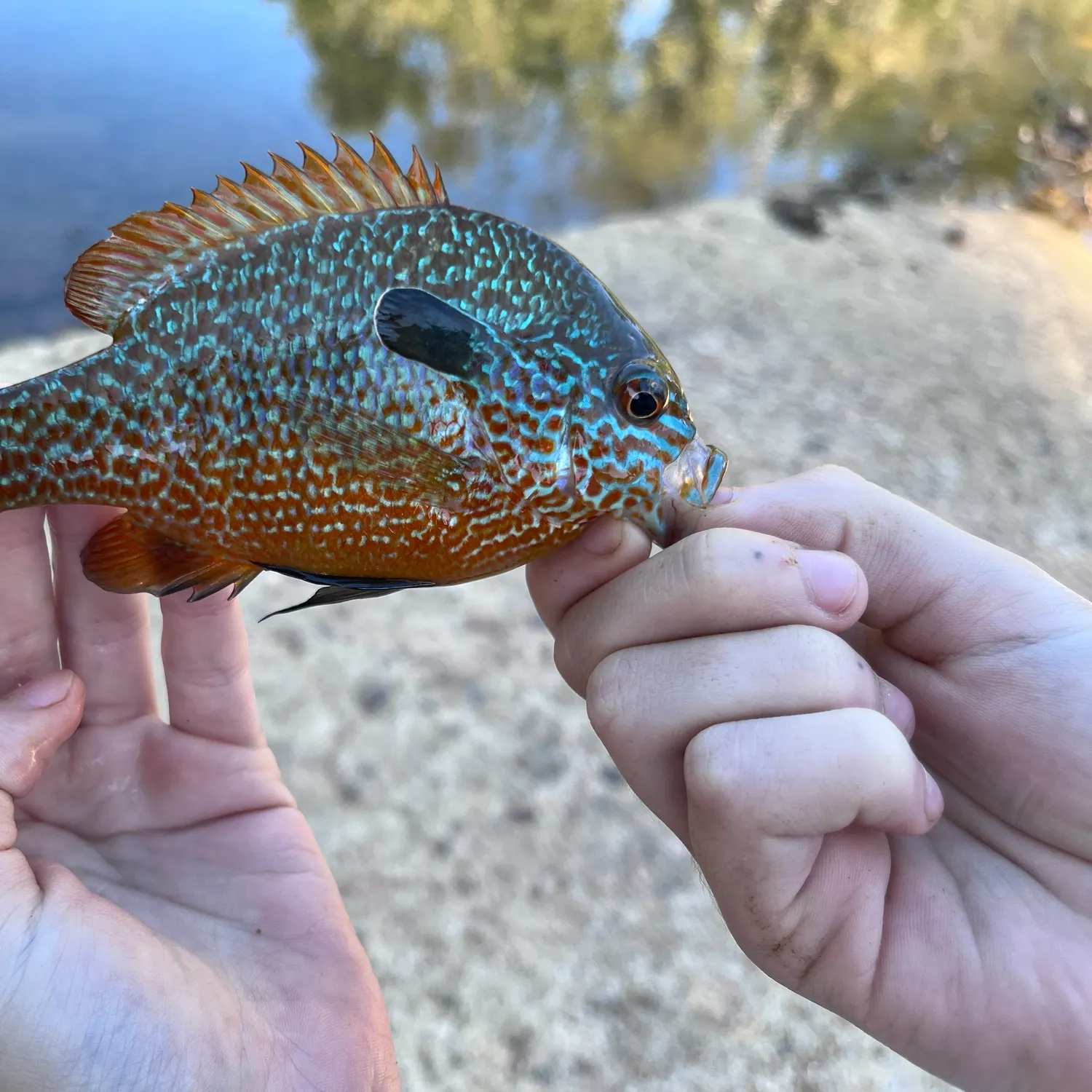 Longear sunfish caught on Fishbrain