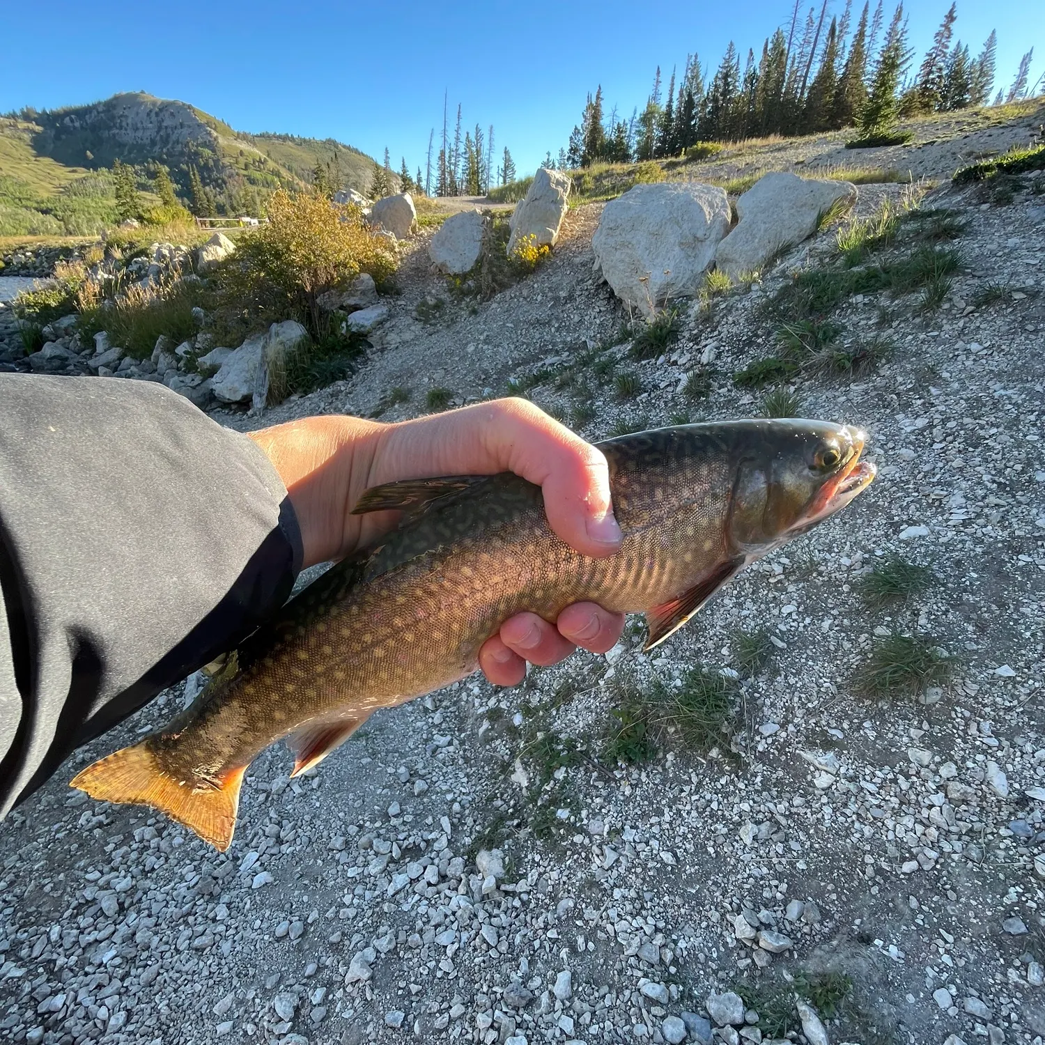 Brook trout caught on Fishbrain