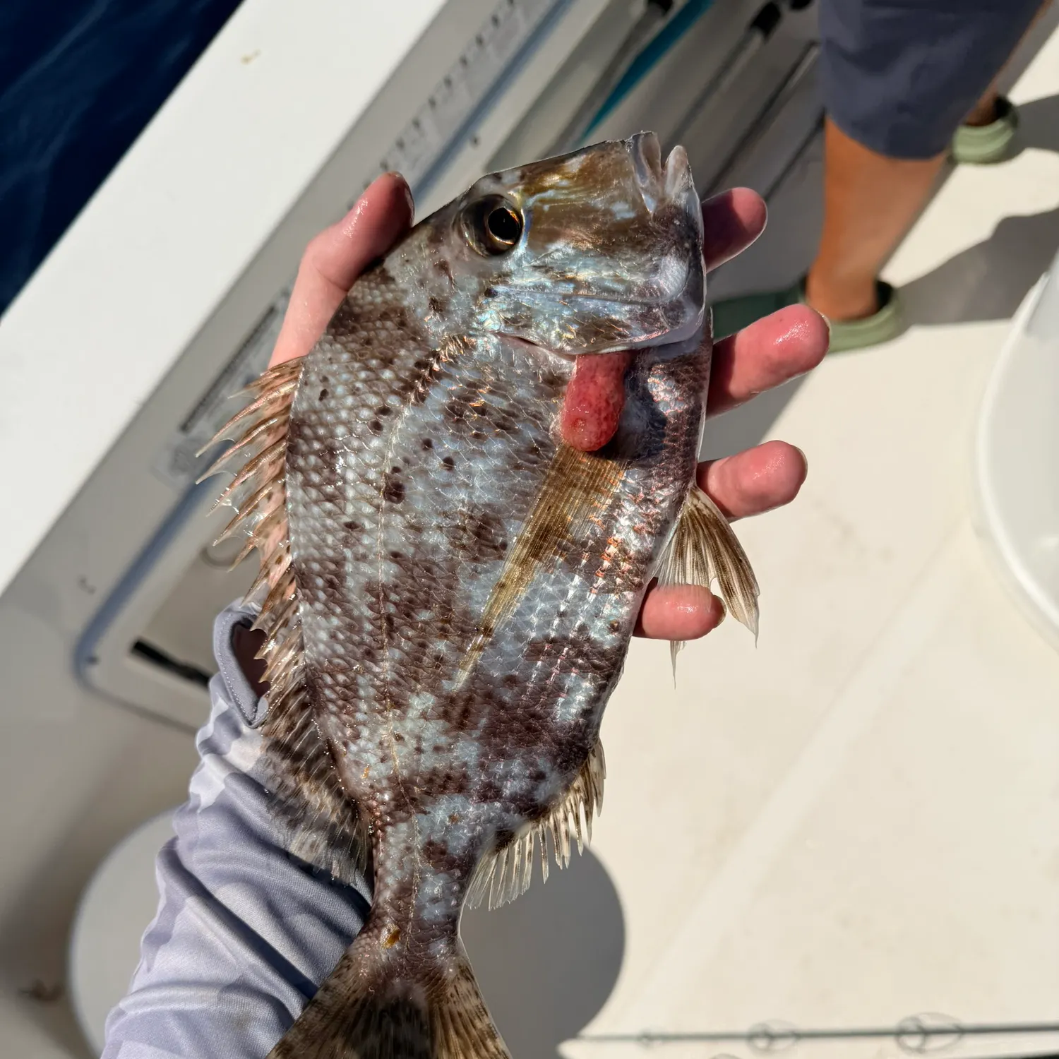 The most recent Whitebone porgy catches on Fishbrain