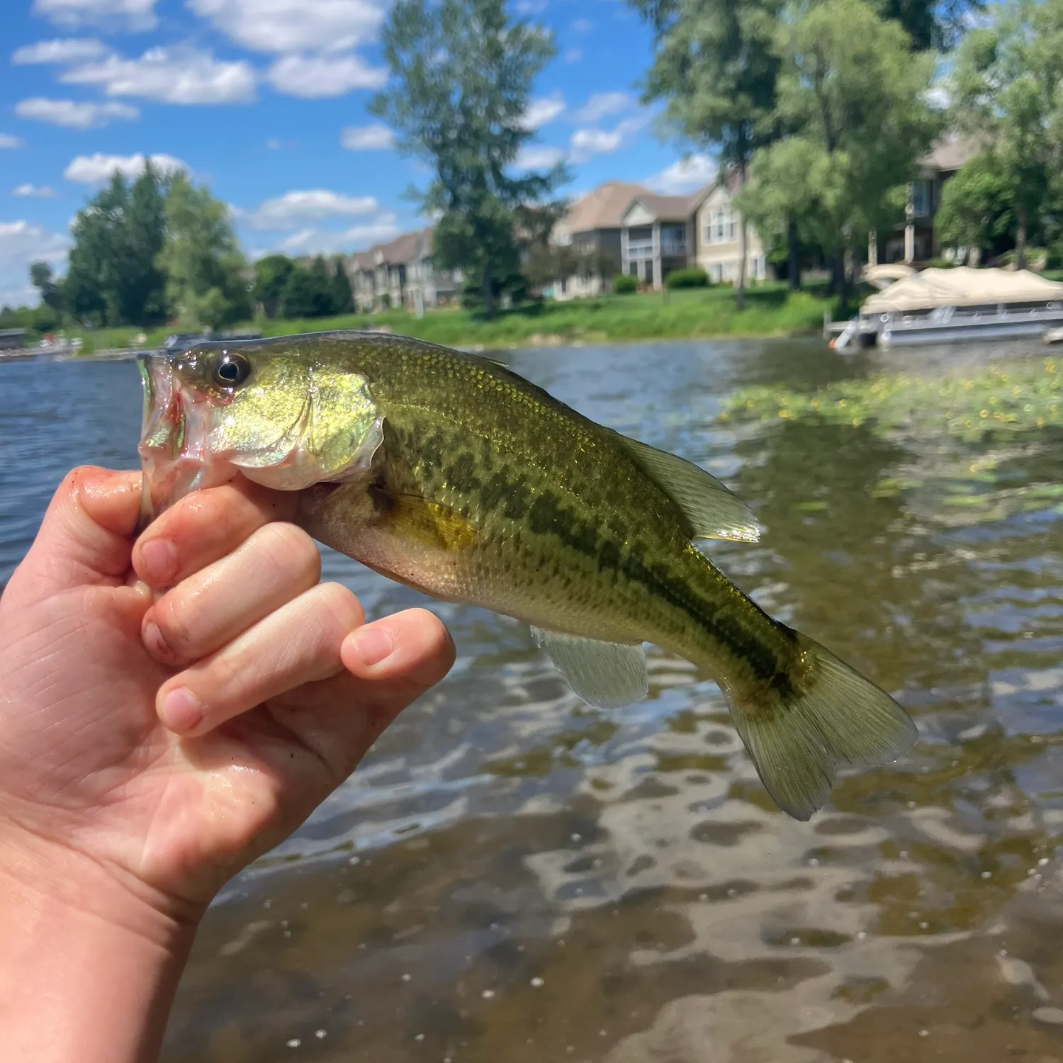 Largemouth bass caught on Fishbrain