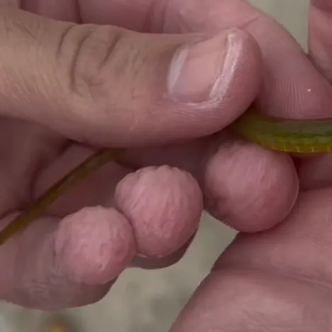 The most recent Dusky pipefish catches on Fishbrain