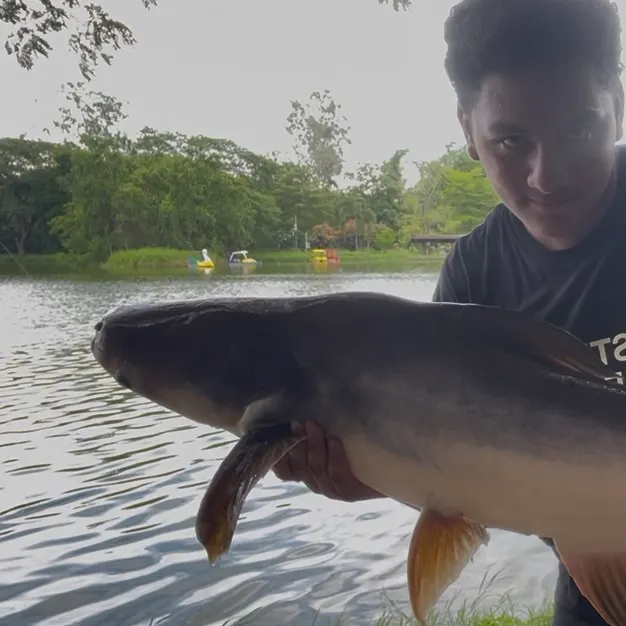 The most recent Mekong giant catfish catches on Fishbrain