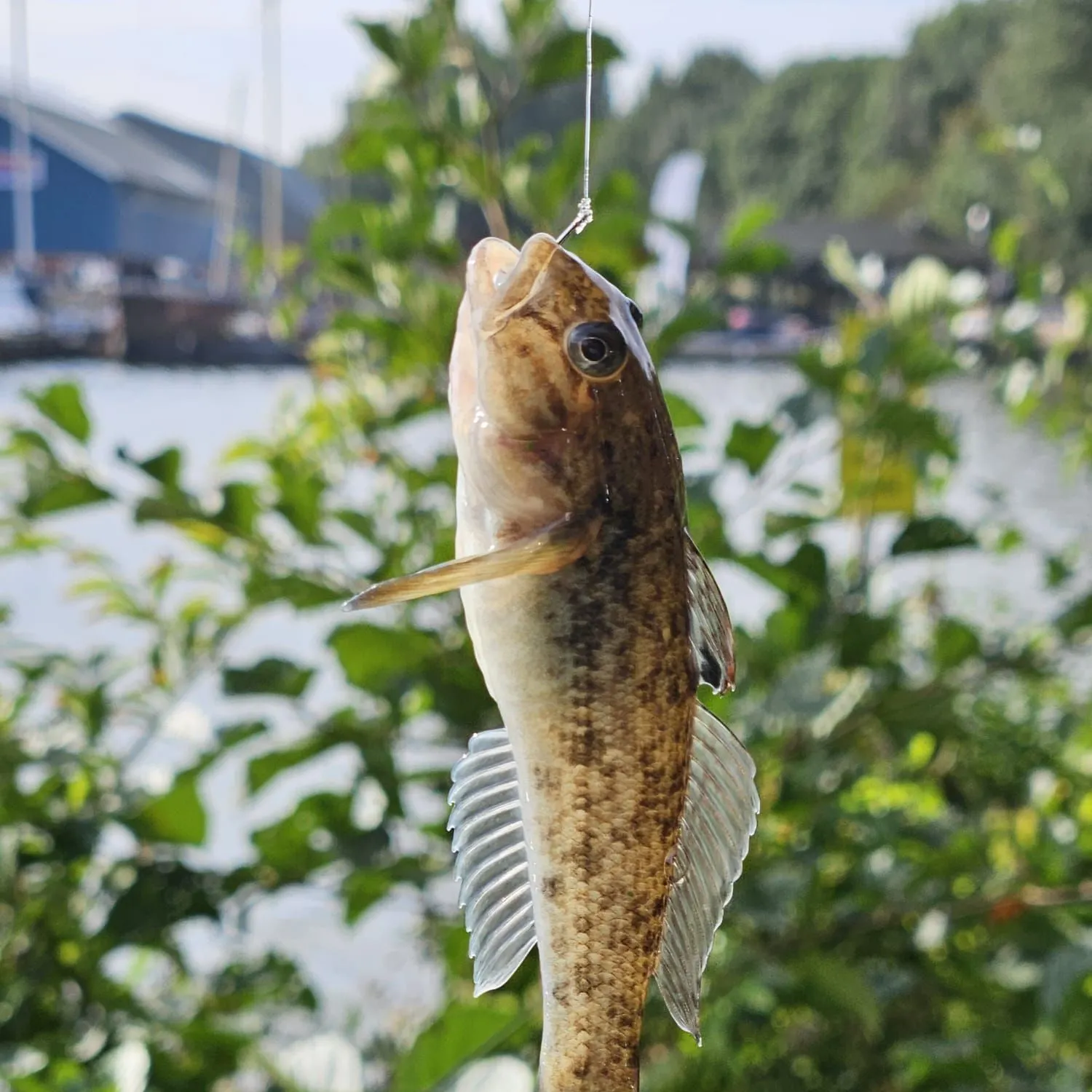 Round goby caught on Fishbrain