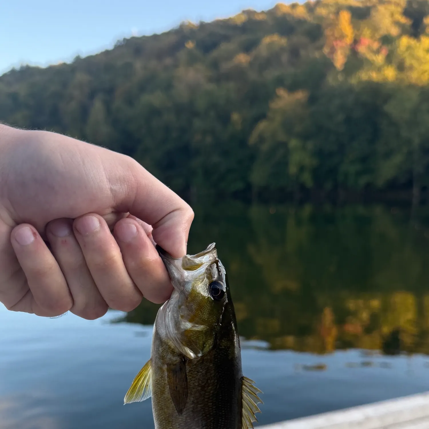 Smallmouth bass caught on Fishbrain