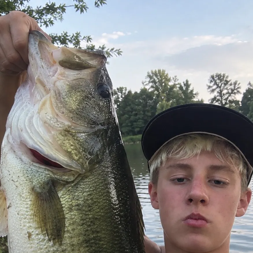 Largemouth bass caught on Fishbrain