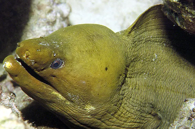 Green moray