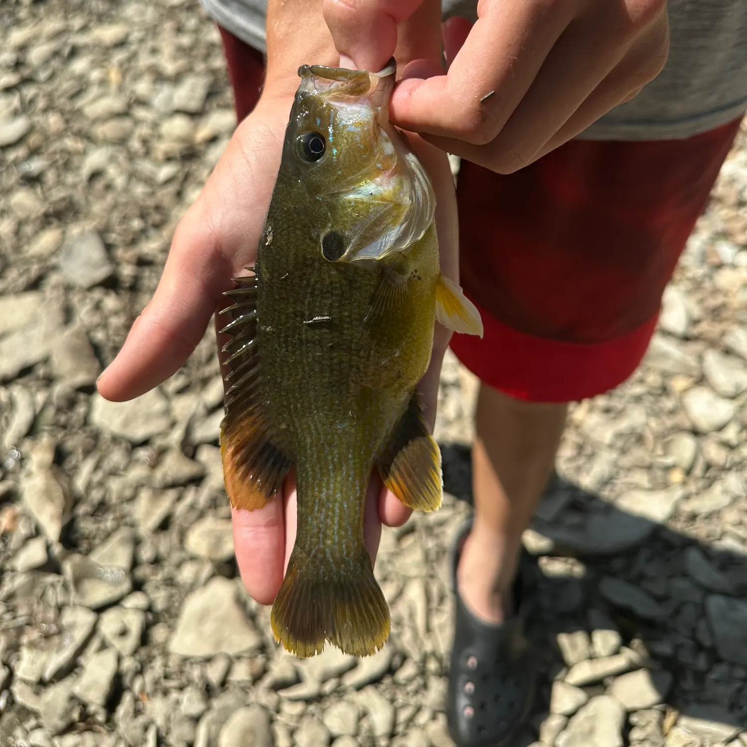 Green sunfish caught on Fishbrain