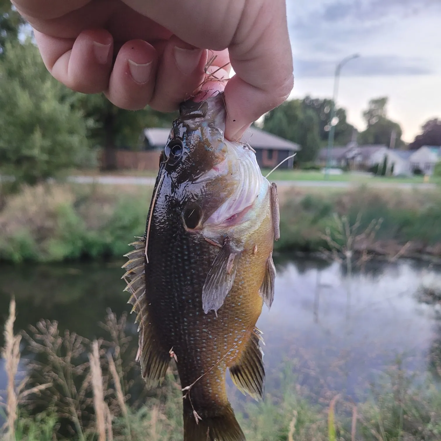 Green sunfish caught on Fishbrain