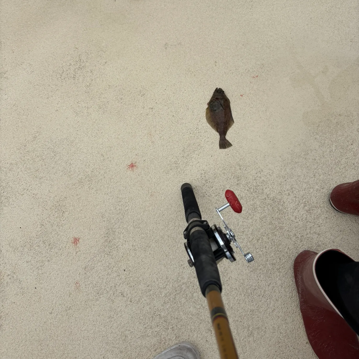The most recent Pacific sanddab catches on Fishbrain