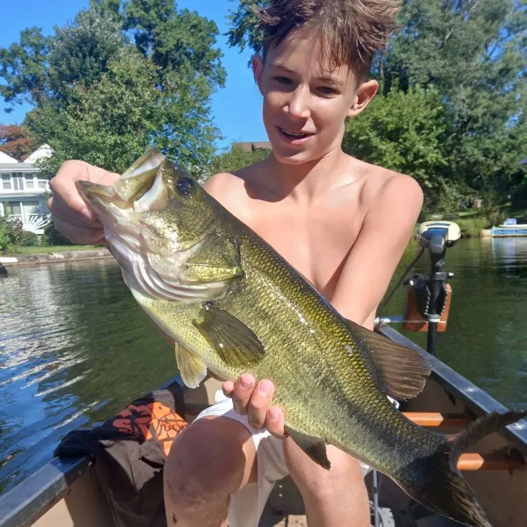 Largemouth bass caught on Fishbrain