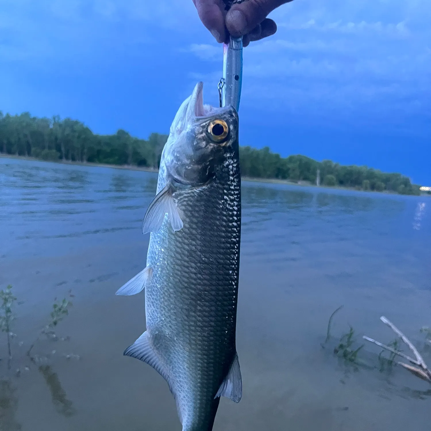 The most recent Goldeye catches on Fishbrain