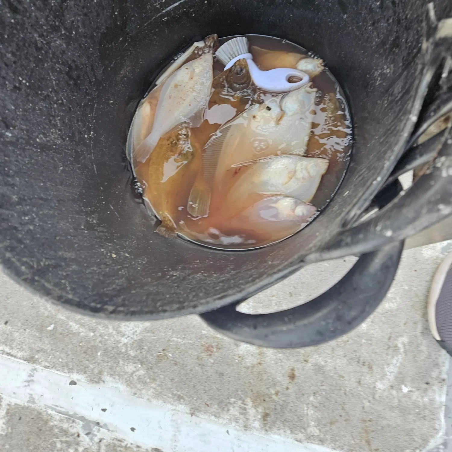 Common dab caught on Fishbrain