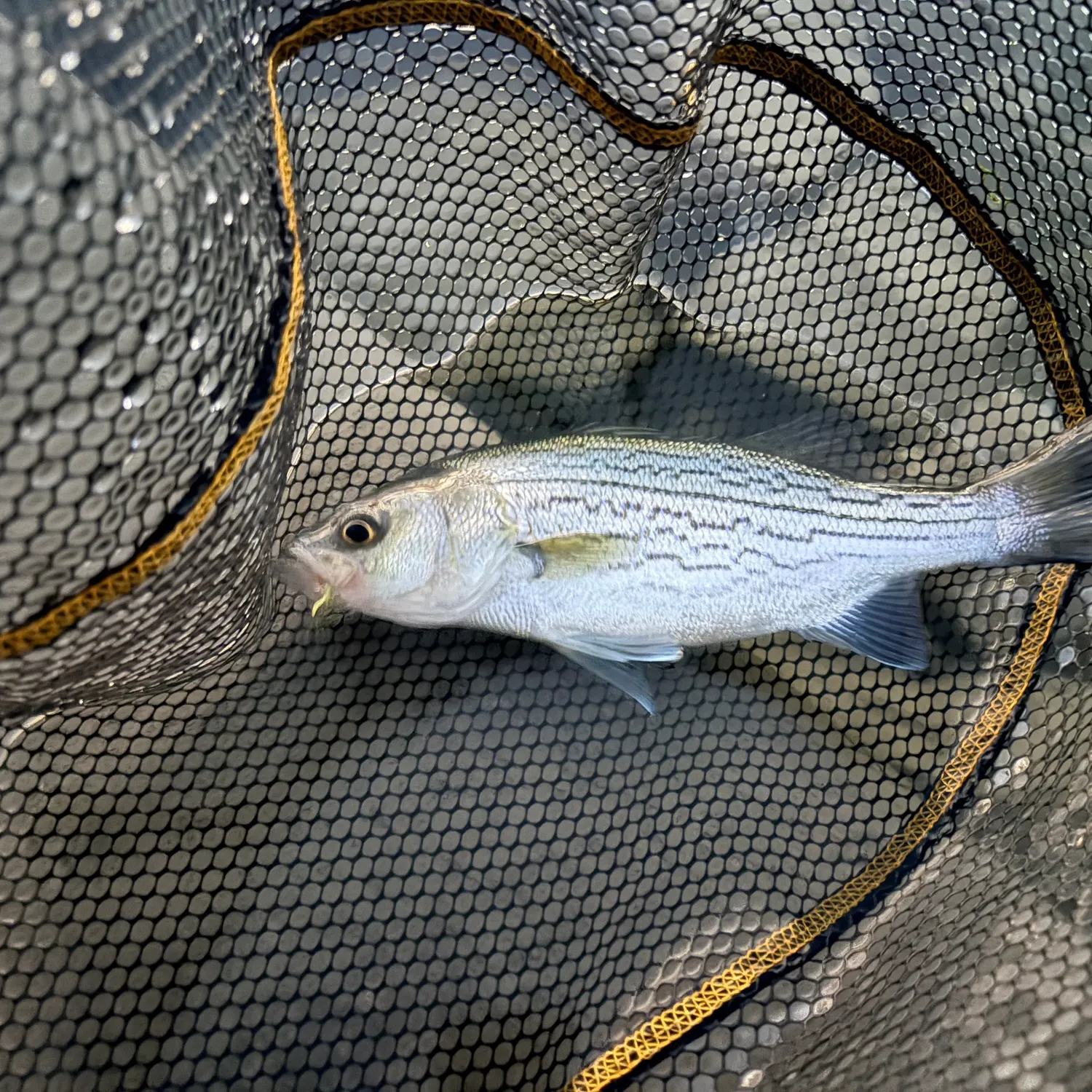 Wiper caught on Fishbrain