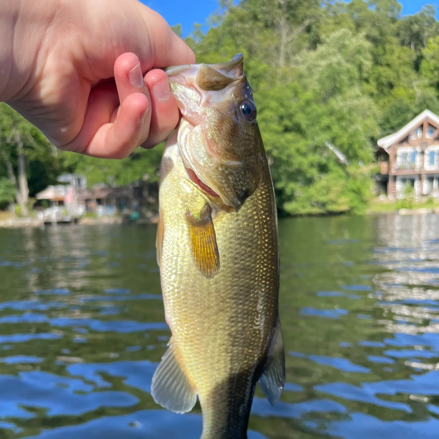 Largemouth bass caught on Fishbrain