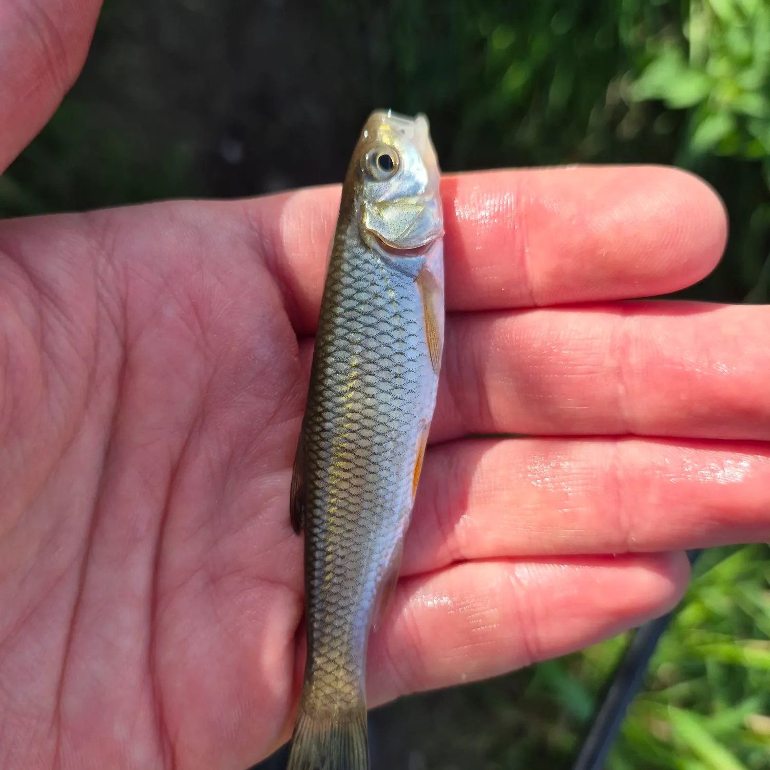 European chub caught on Fishbrain