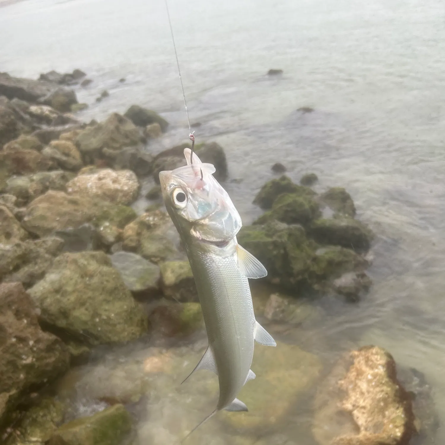 Ladyfish caught on Fishbrain