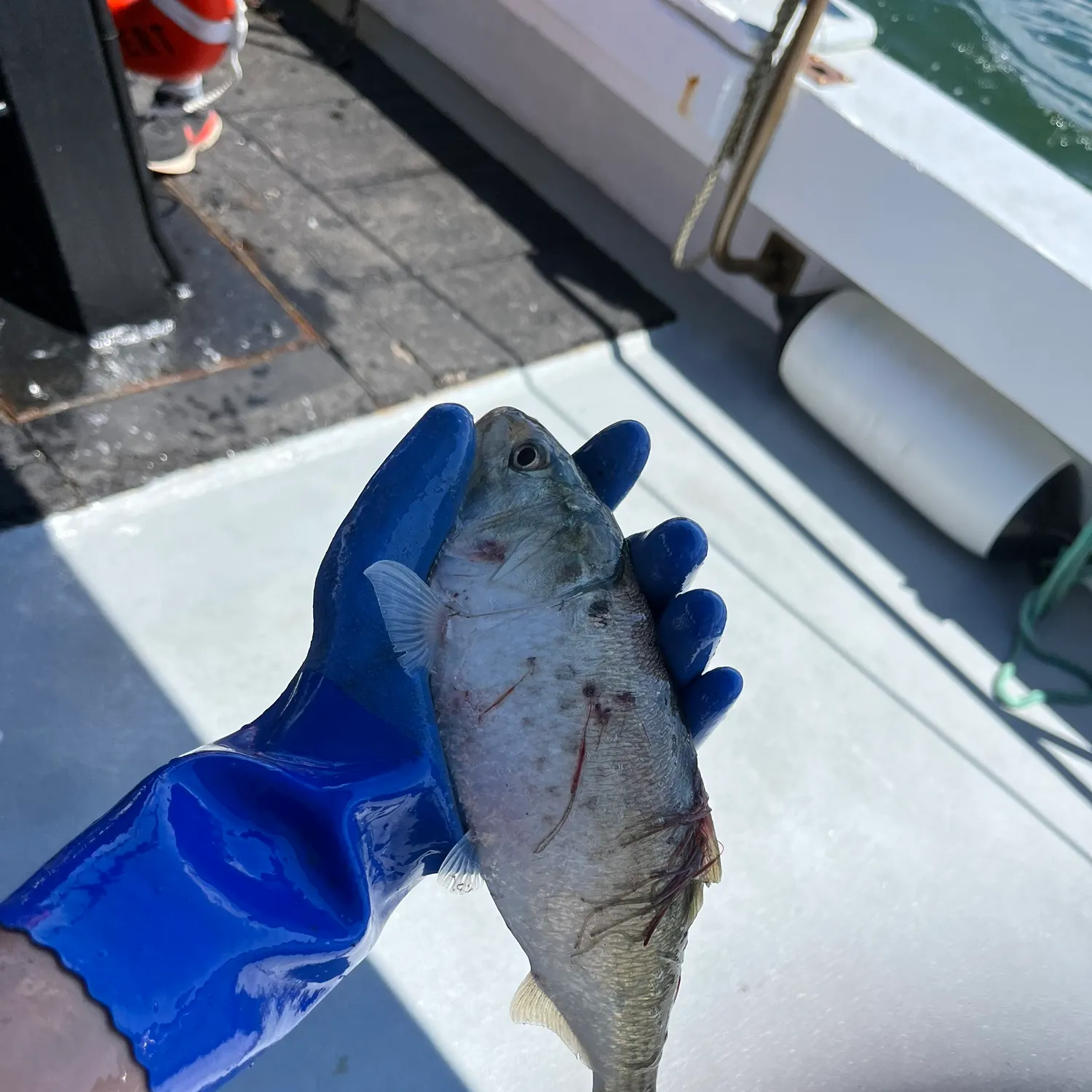 The most recent Gulf menhaden catches on Fishbrain