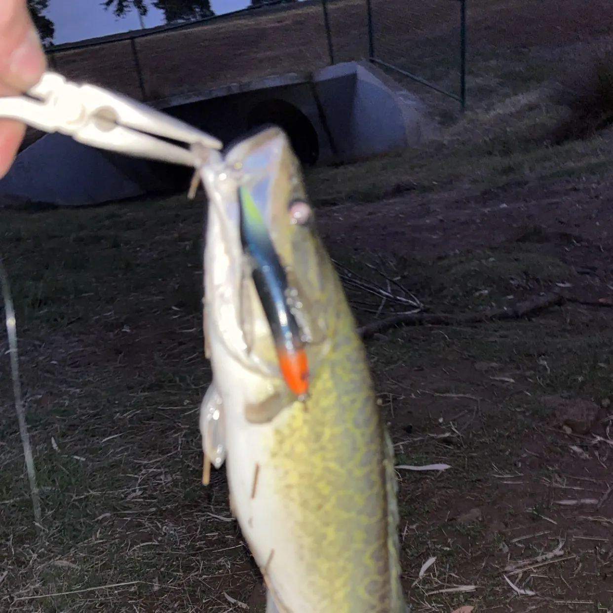 catch