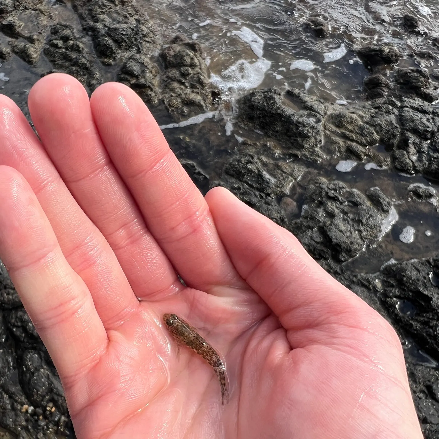 The most recent Zebra blenny catches on Fishbrain