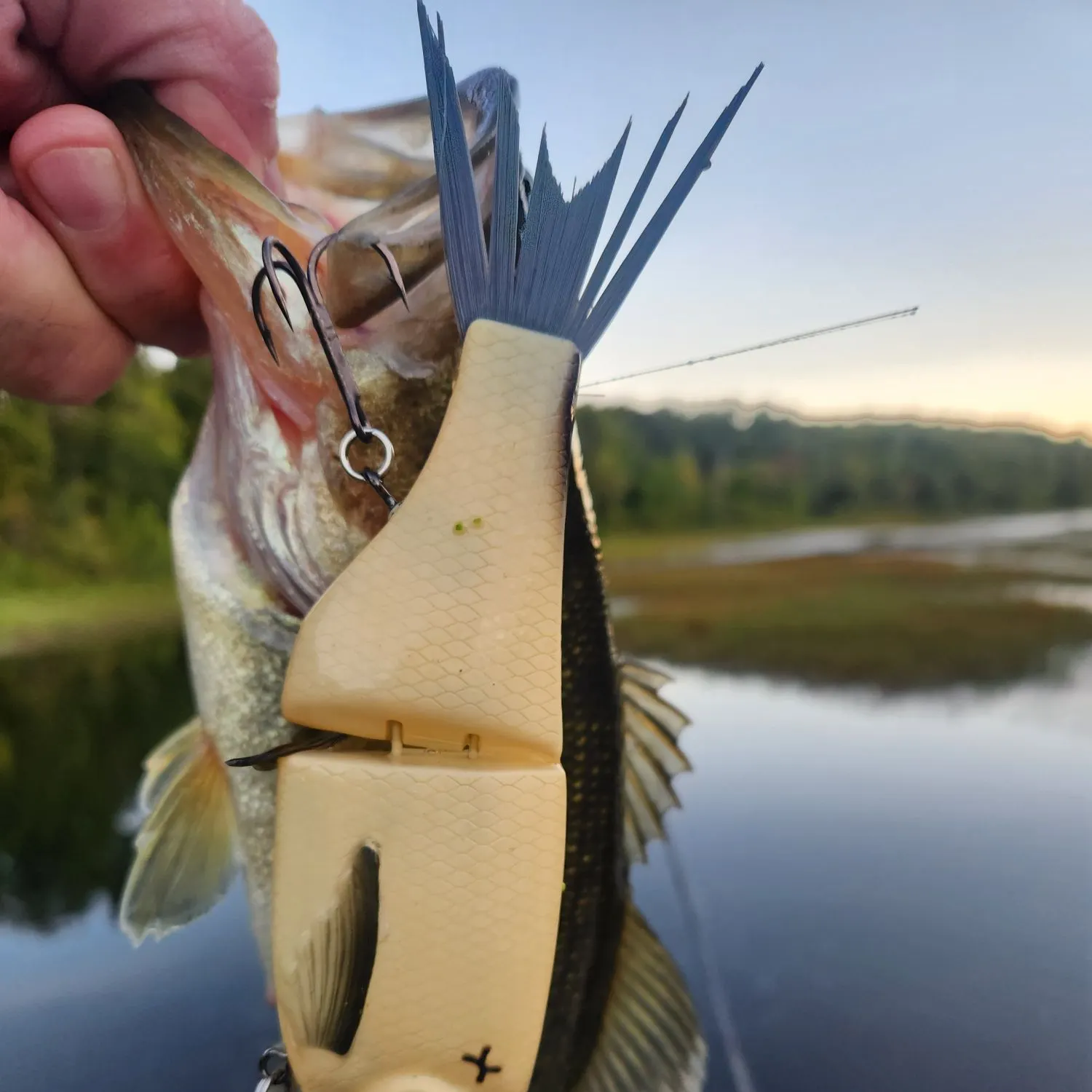Largemouth bass caught on Fishbrain