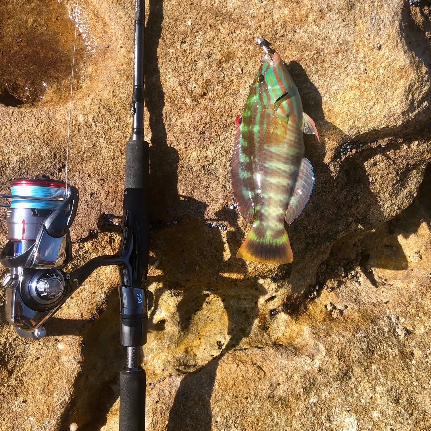 The most recent Weed wrasse catches on Fishbrain