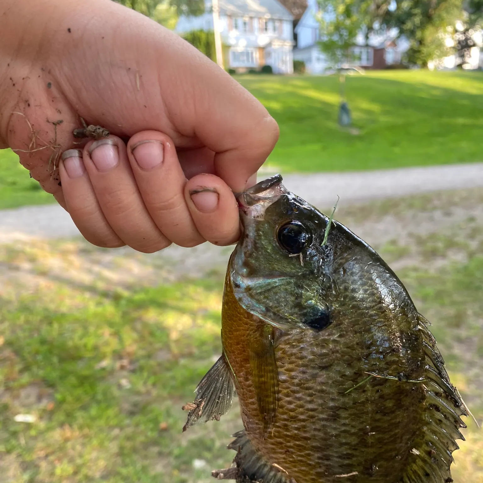 Bluegill caught on Fishbrain