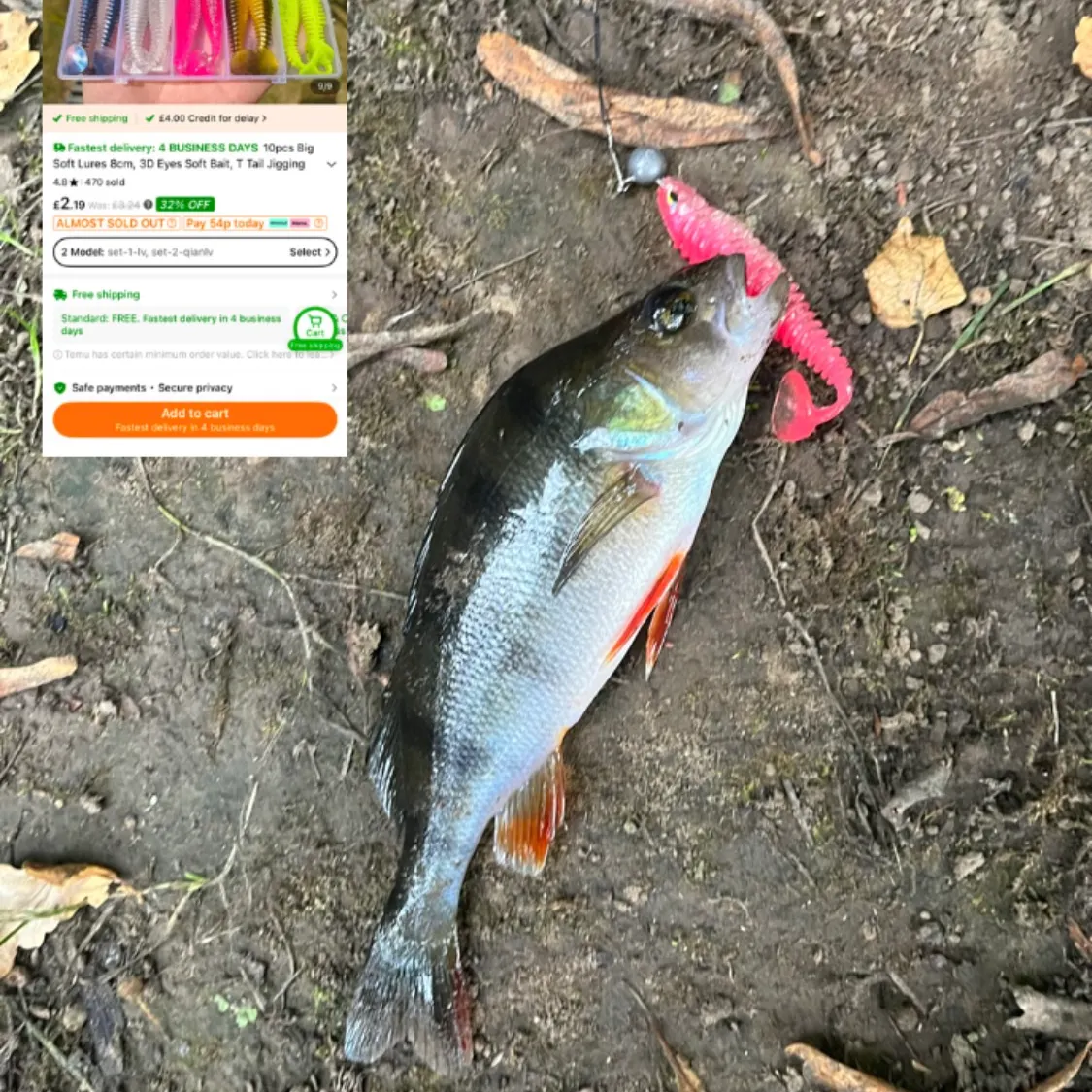 European perch caught on Fishbrain
