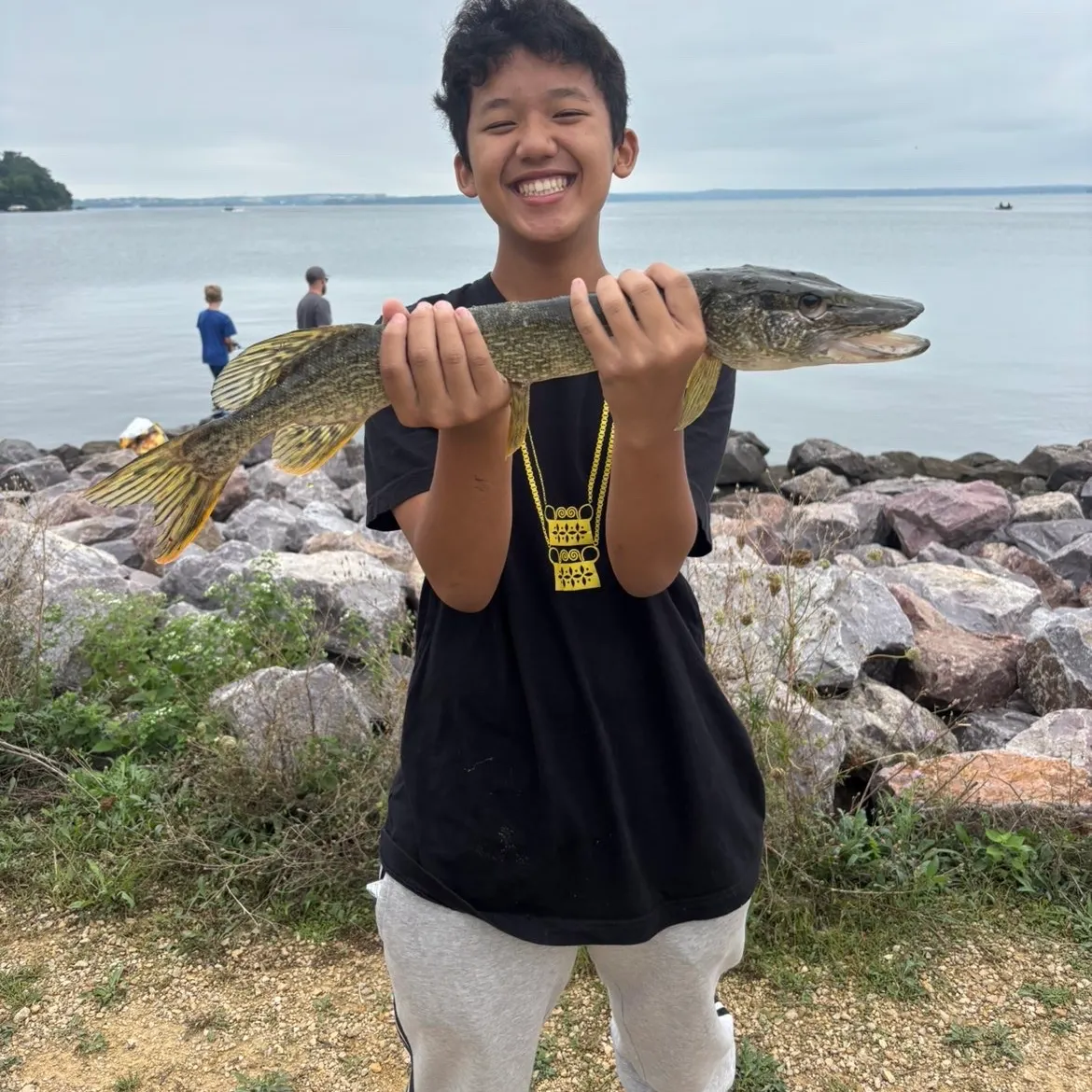 Northern pike caught on Fishbrain