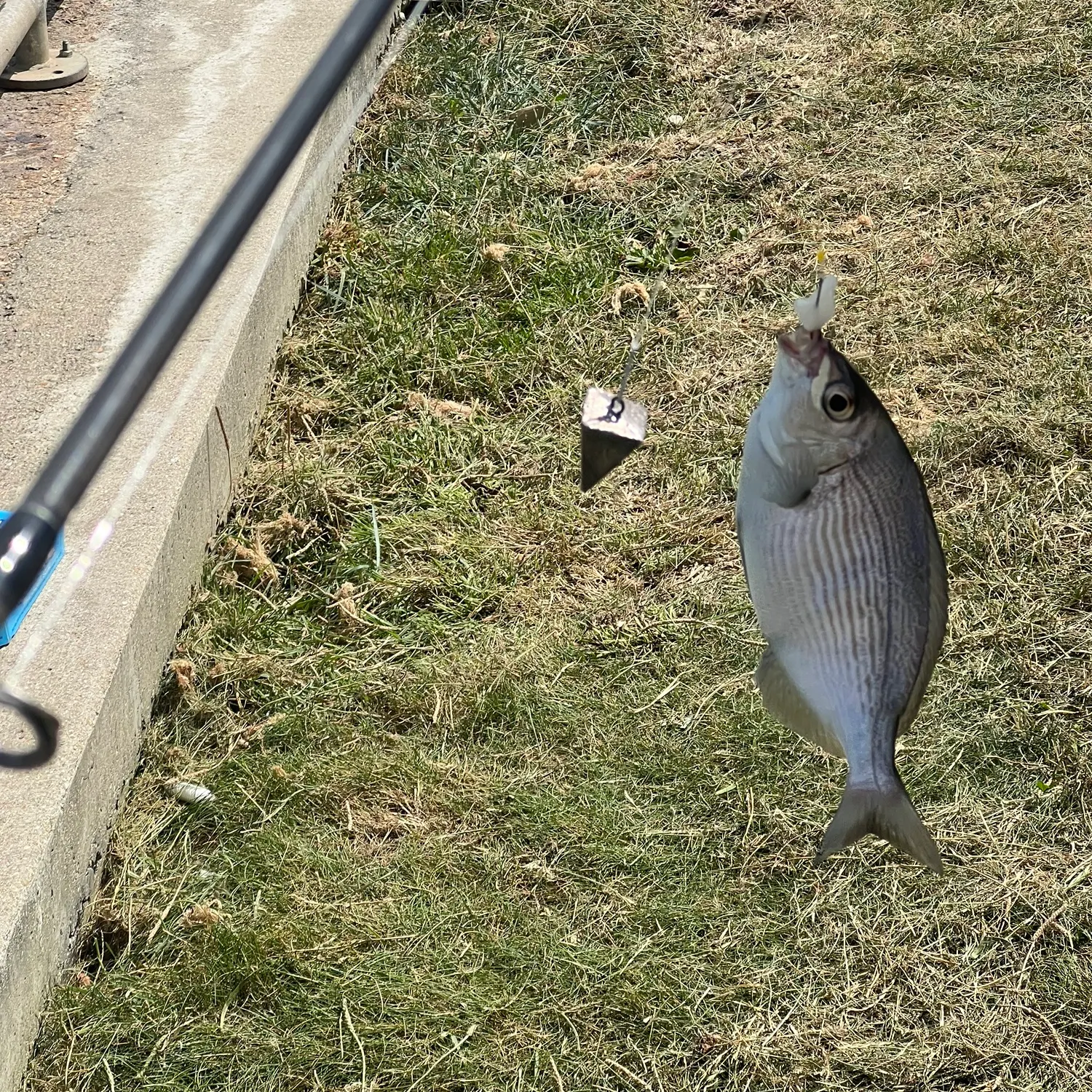 The most recent Black seabream catches on Fishbrain