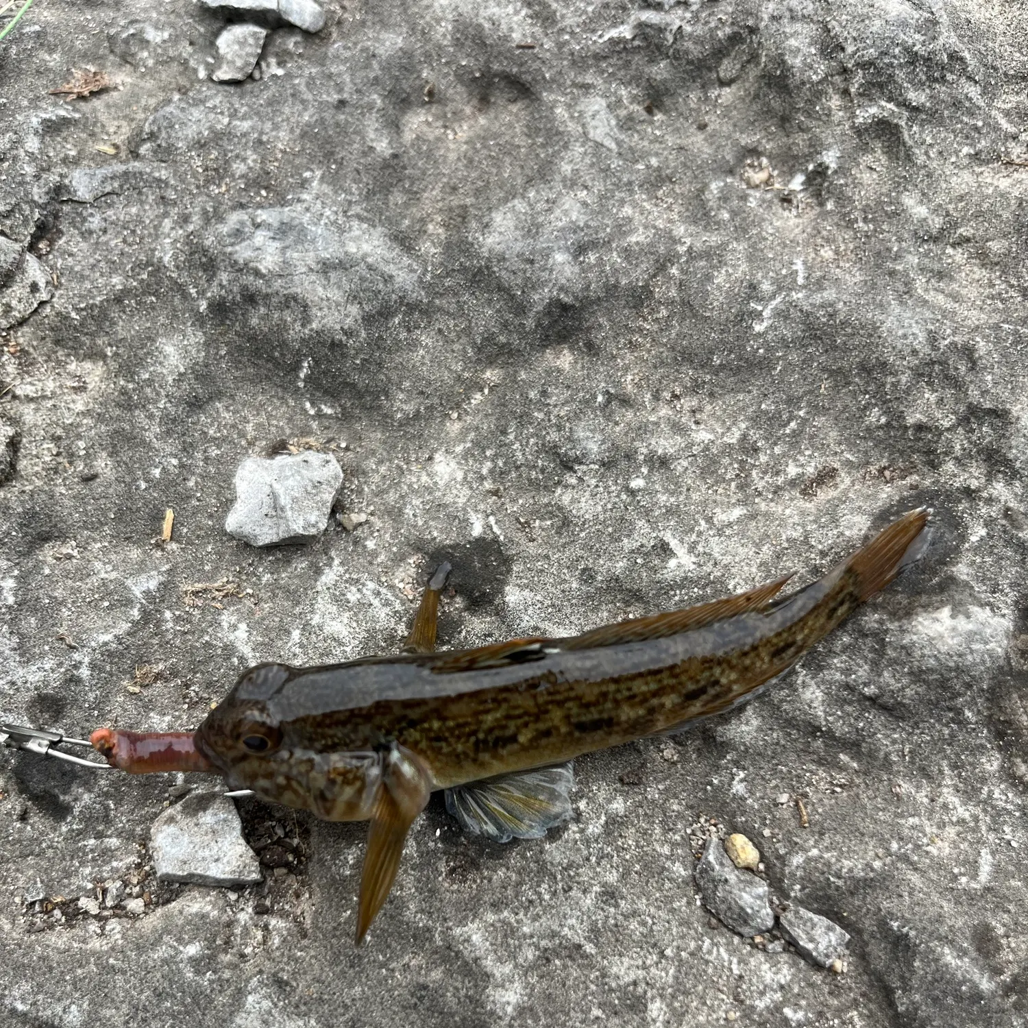 Round goby caught on Fishbrain