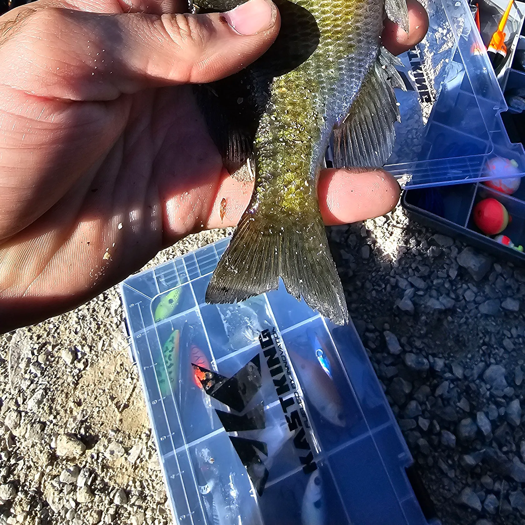 Bluegill caught on Fishbrain