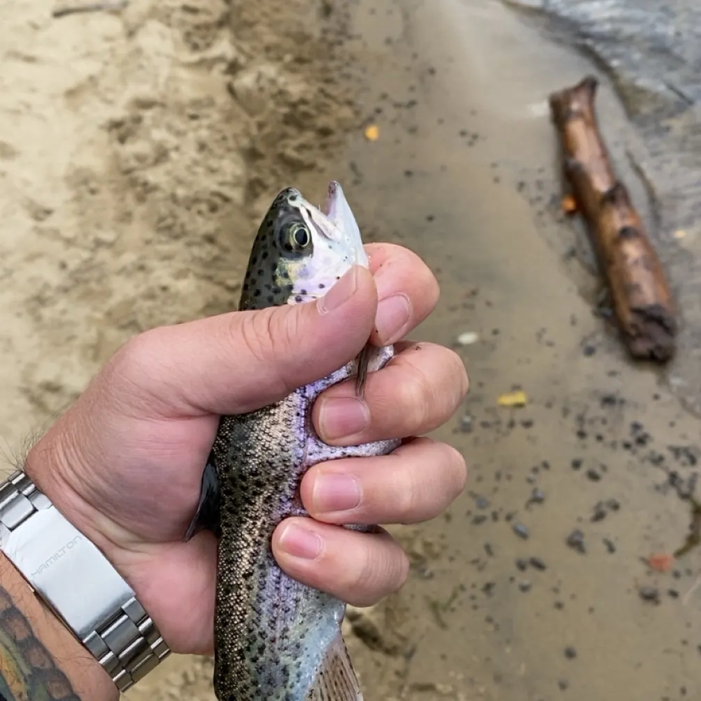 Rainbow trout caught on Fishbrain