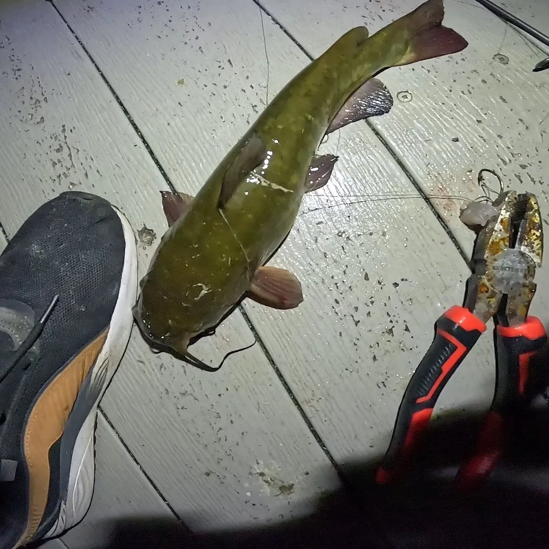 Black bullhead caught on Fishbrain