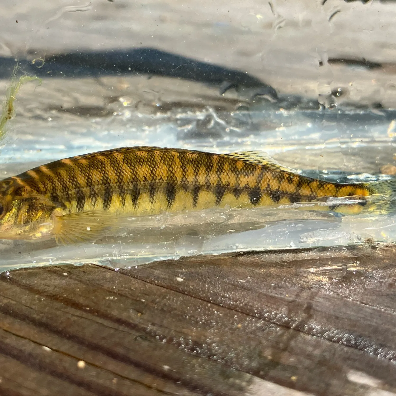 The most recent Common logperch catches on Fishbrain