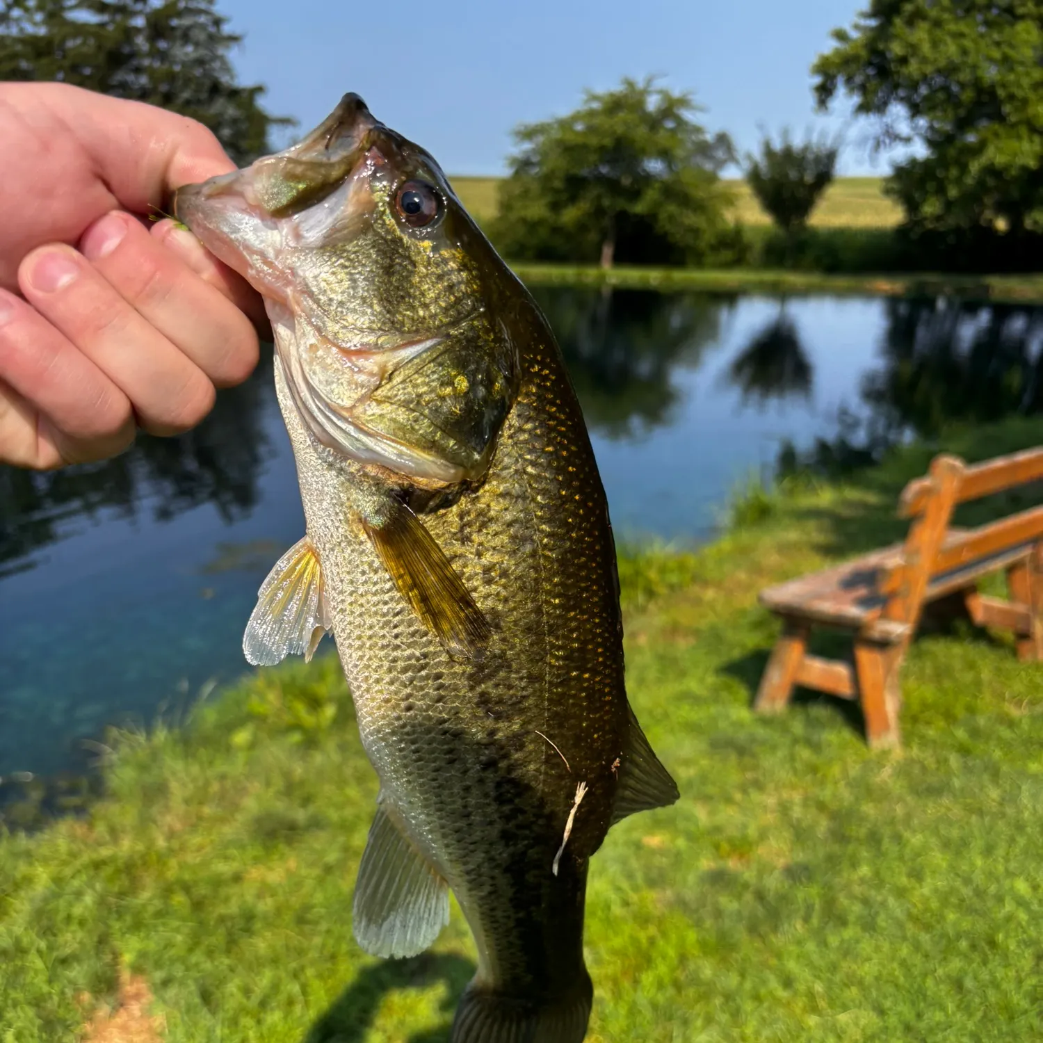 Largemouth bass caught on Fishbrain