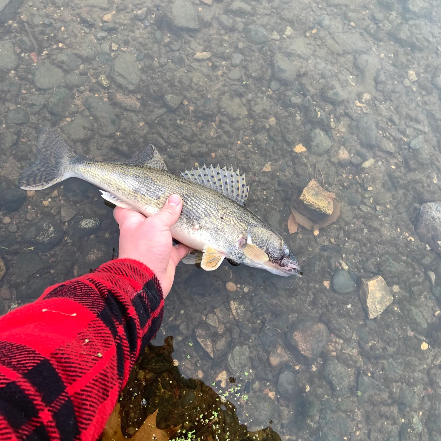 The most recent Sauger catches on Fishbrain