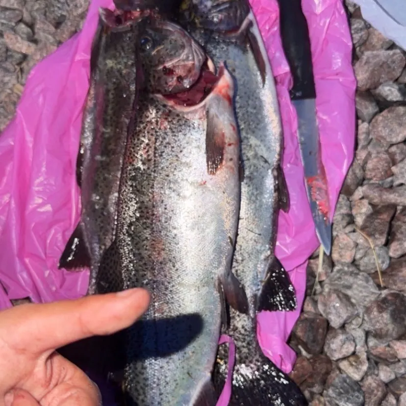 Rainbow trout caught on Fishbrain