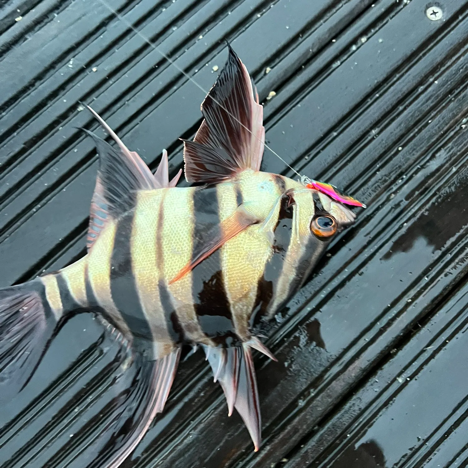 Zebra fish caught on Fishbrain