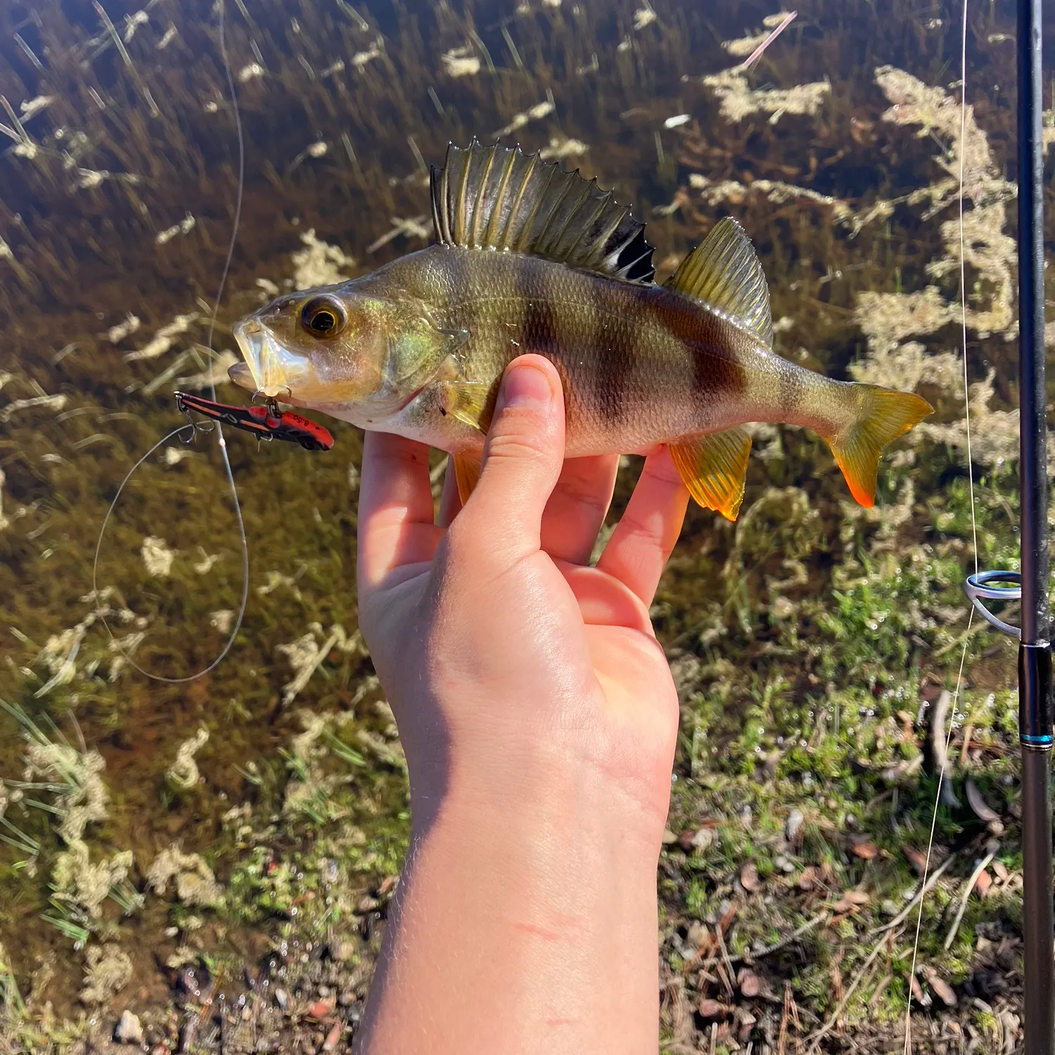 European perch caught on Fishbrain