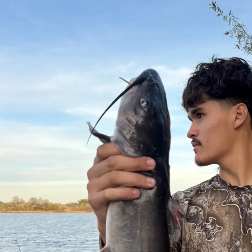 Channel catfish caught on Fishbrain