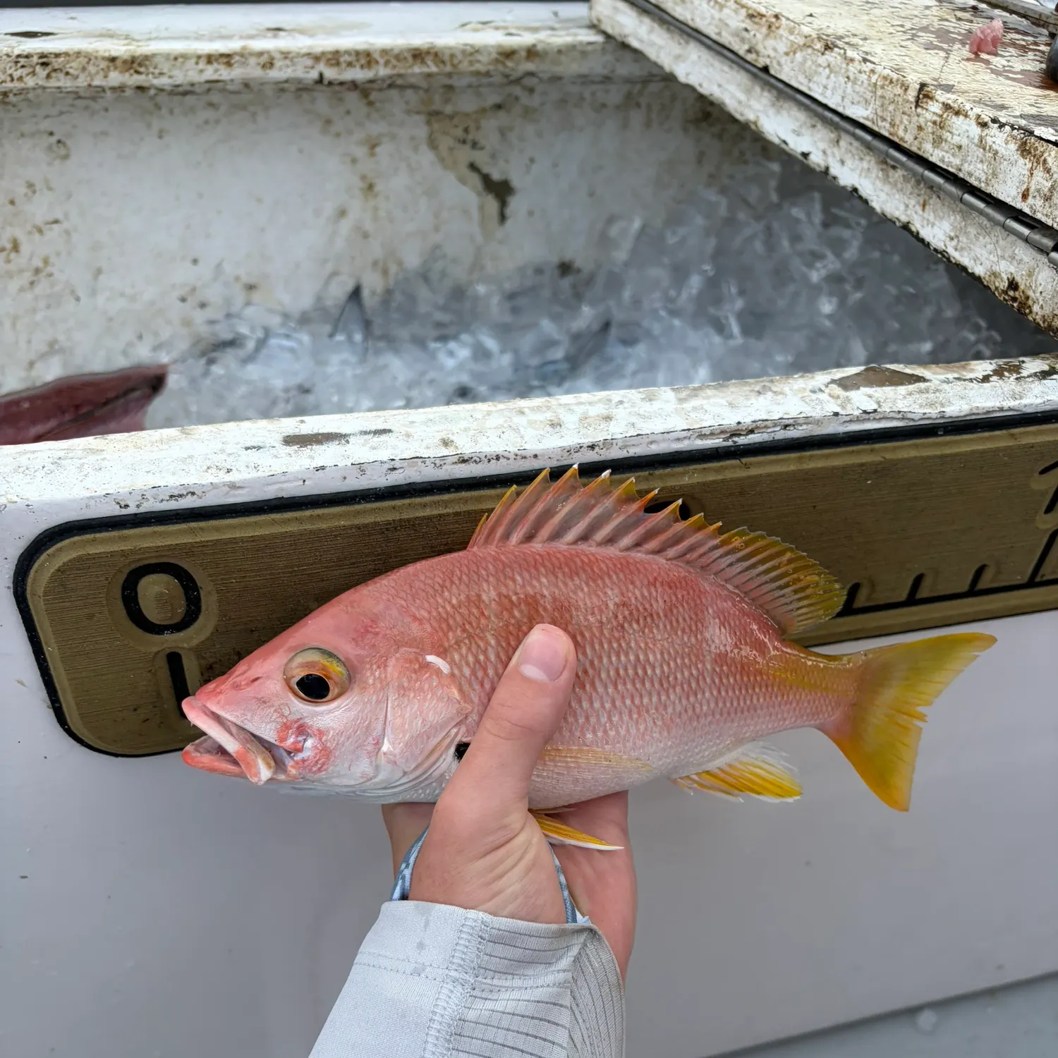 The most recent Blackfin snapper catches on Fishbrain