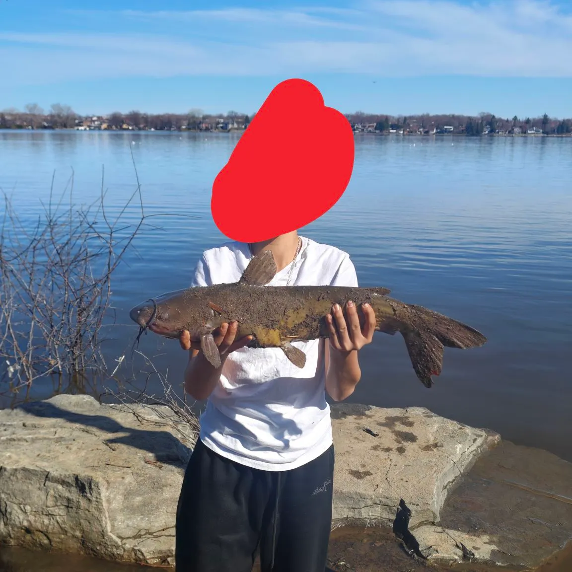 The most recent Pale catfish catches on Fishbrain