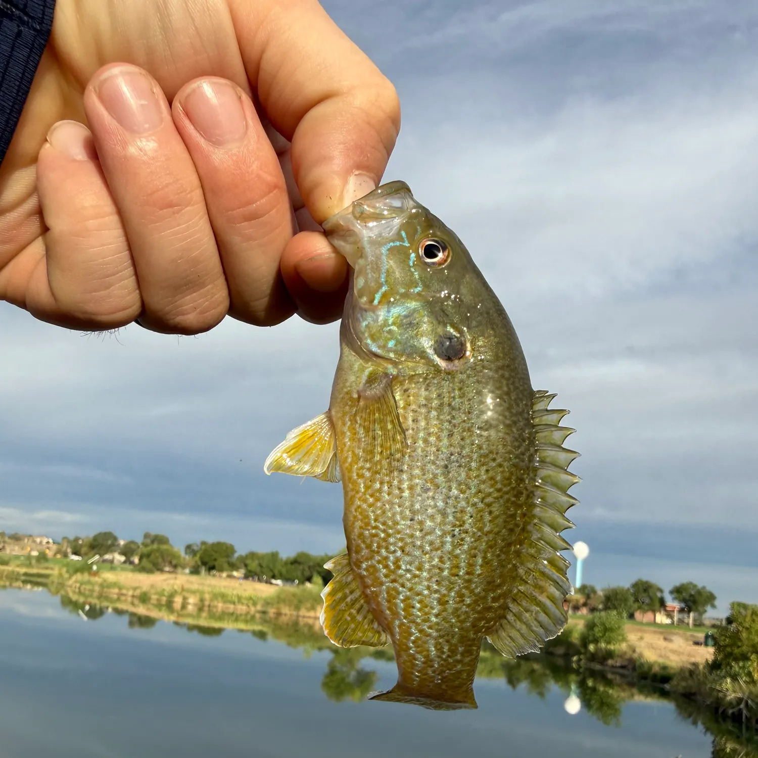 Green sunfish caught on Fishbrain