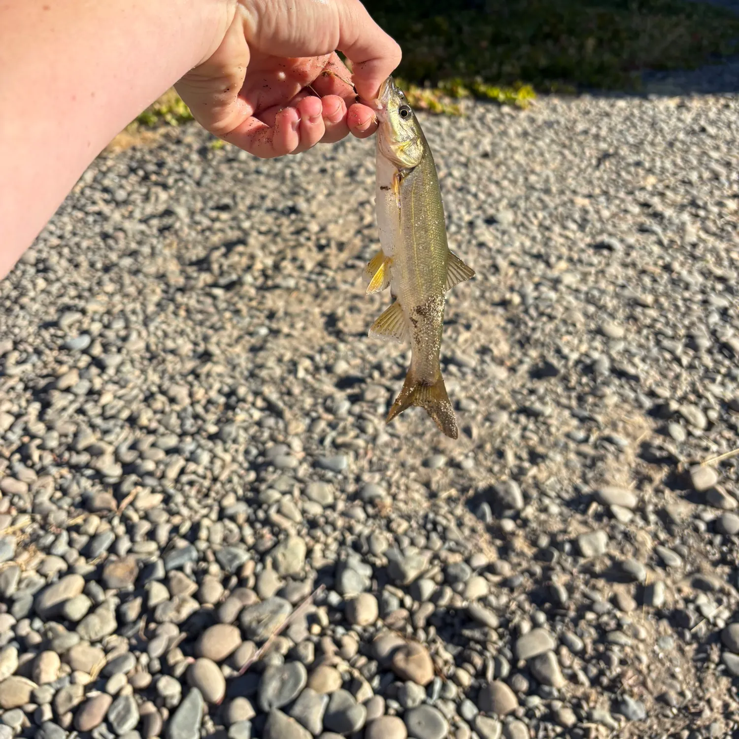 Fish caught on Fishbrain