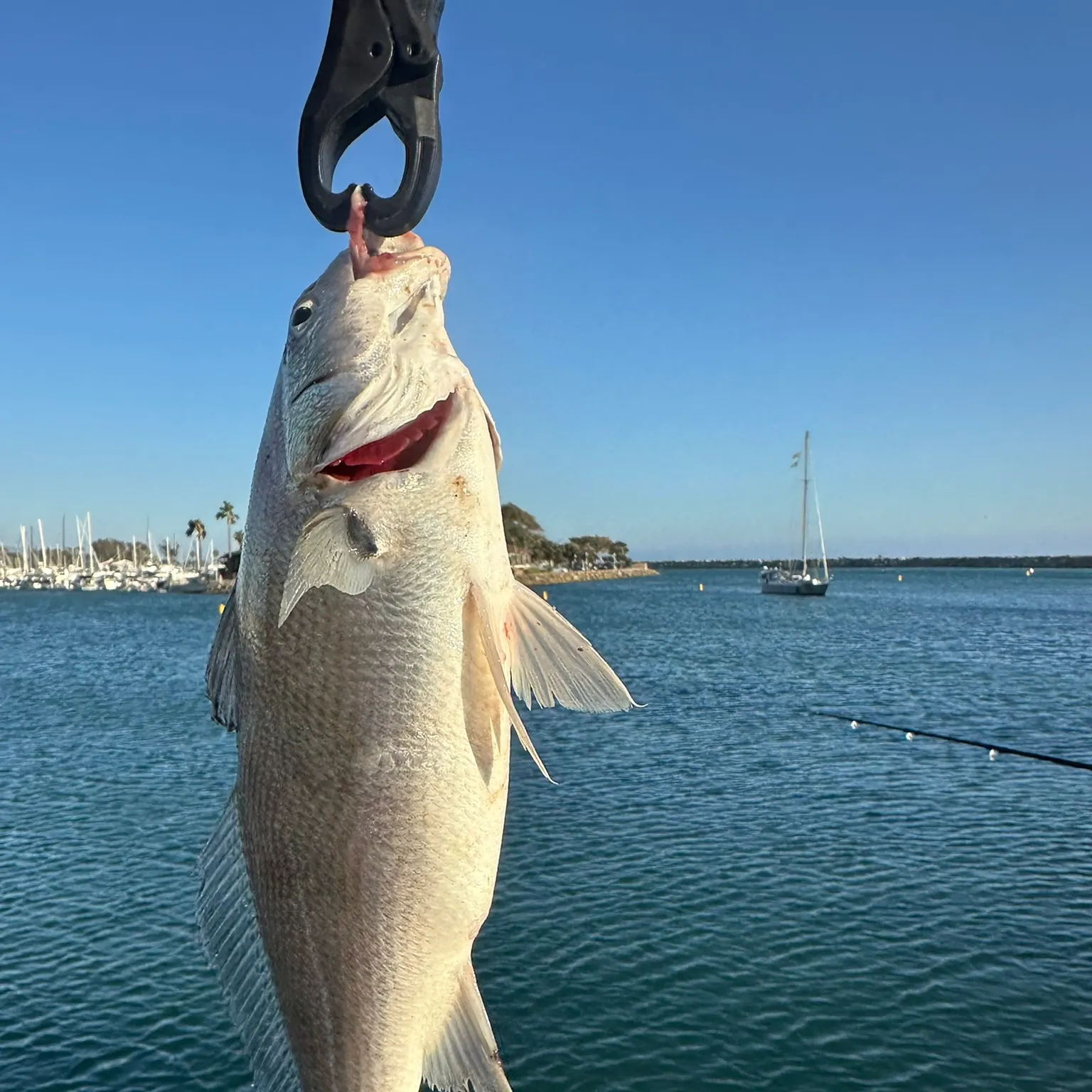 The most recent Blackspotted croaker catches on Fishbrain