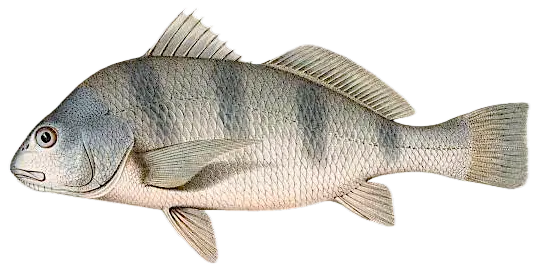 Black drum