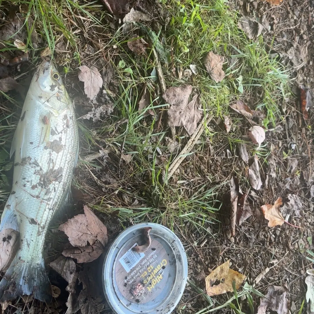Fish caught on Fishbrain
